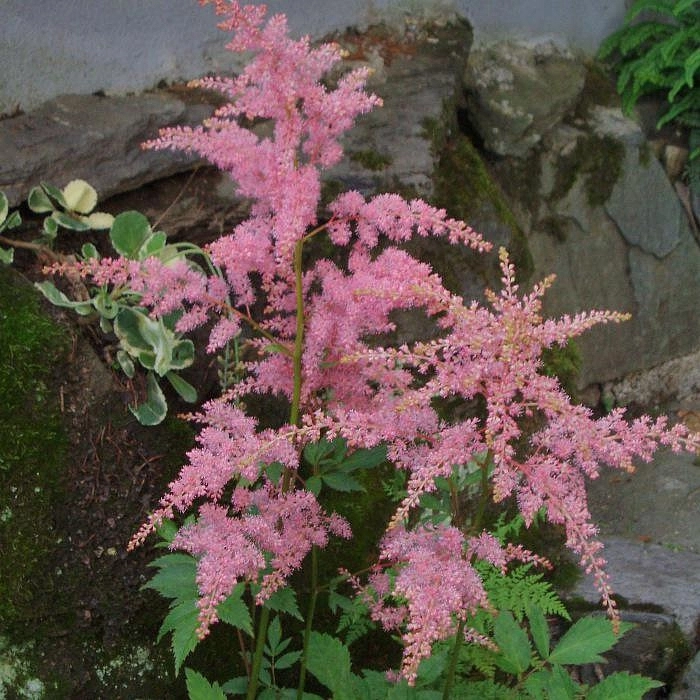 Астильба тунберга 'Страуссенфедер' (красно - кремовая)