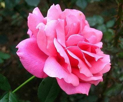 Роза 'Квин Елизабет'  (чайно-гибридная) (розовая)