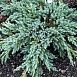 Можжевельник чешуйчатый 'Блу Спайдер'
