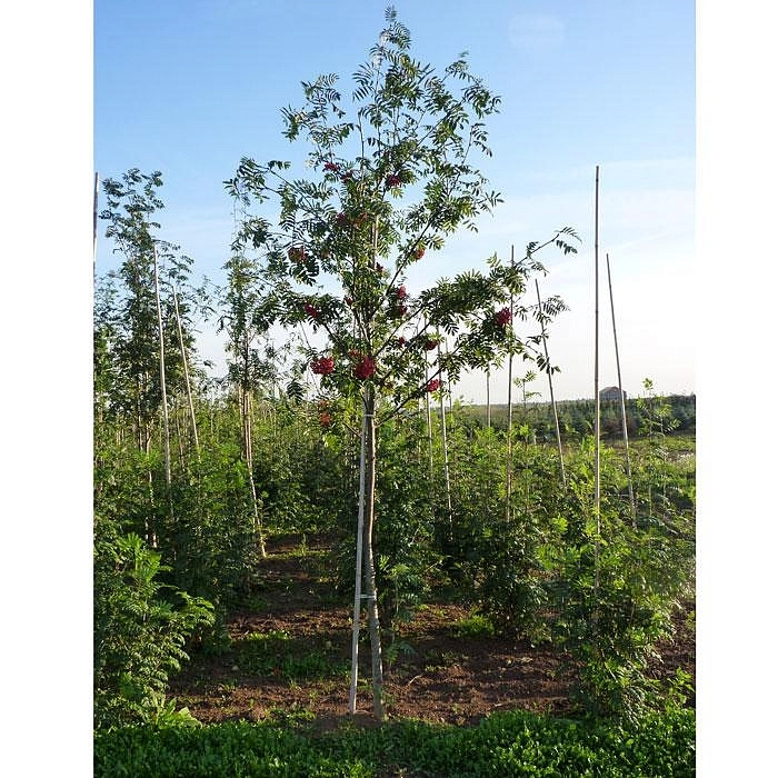 Рябина обыкновенная 'Эдулис'