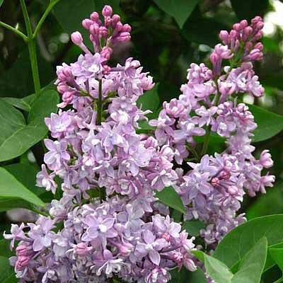 Сирень обыкновенная 'Память о Вавилове' (лилово - синяя)