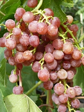 Виноград 'Кишмиш красный мускатный'