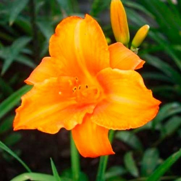 Лилейник гибридный 'Тропикал Саммер' (кораллово-абрикосовый)