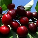 Черешня 'Итальянка'