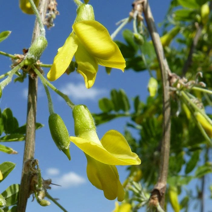 Акация древовидная 'Пендула'