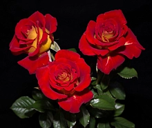 Роза 'Кетчап энд Мастед' (чайно-гибридная) (красная с желтым)