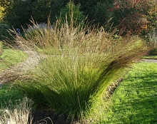 Молиния голубая 'Мурфламм'