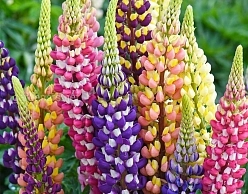 Семена Люпин