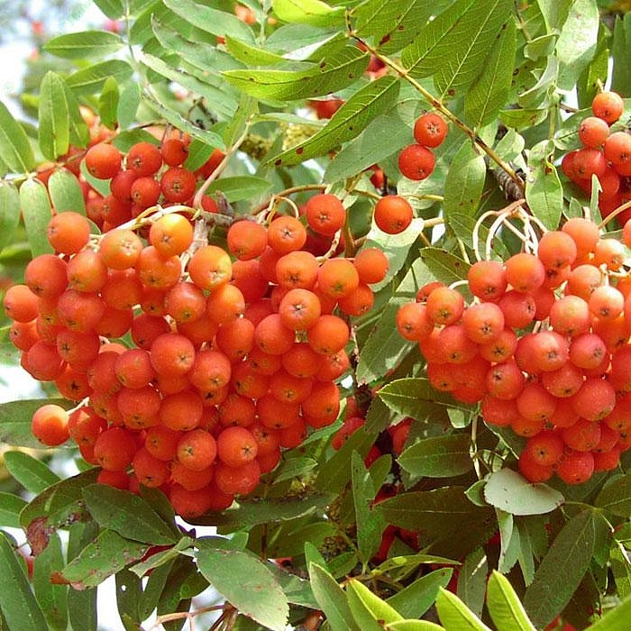 Рябина обыкновенная