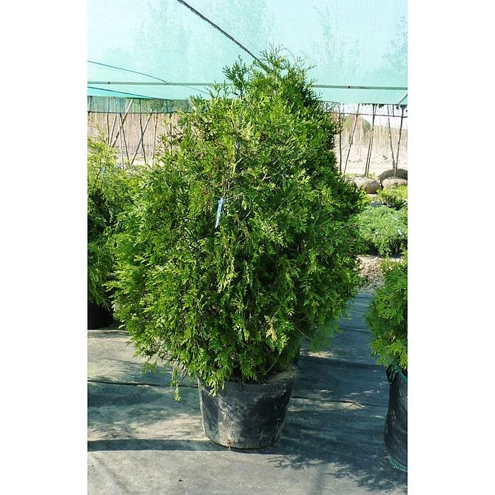 Туя складчатая 'Корник'