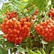 Рябина обыкновенная