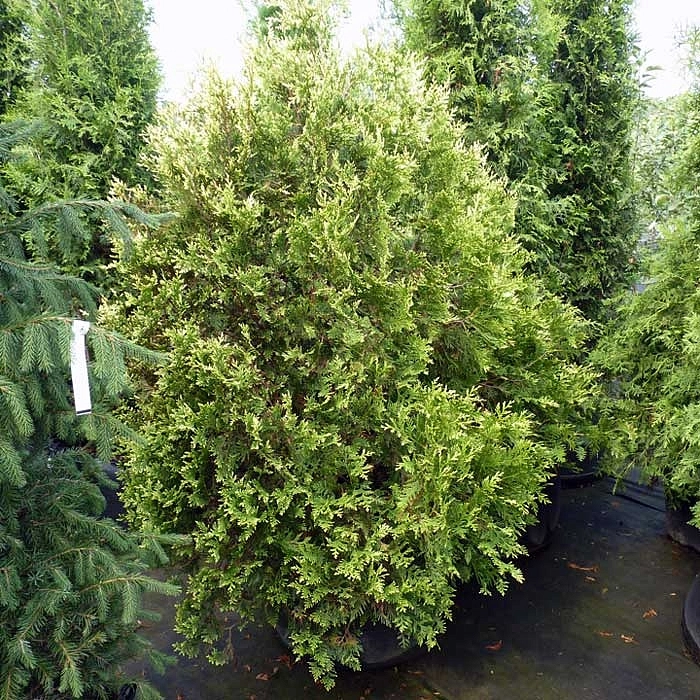 Туя складчатая 'Корник'