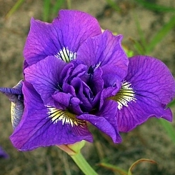 Ирис сибирский 'Дабл Стандарт'