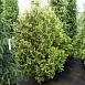 Туя складчатая 'Корник'