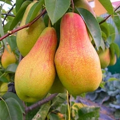 Груша 'Талгарская красавица' Груша 'Талгарская красавица'