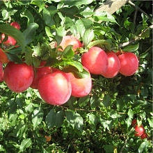 Слива 'Июльская роза'