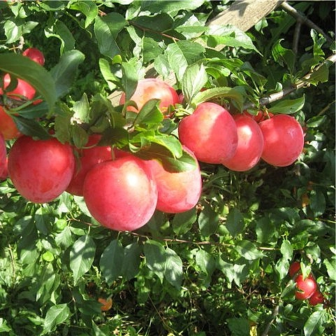 Слива 'Июльская роза'