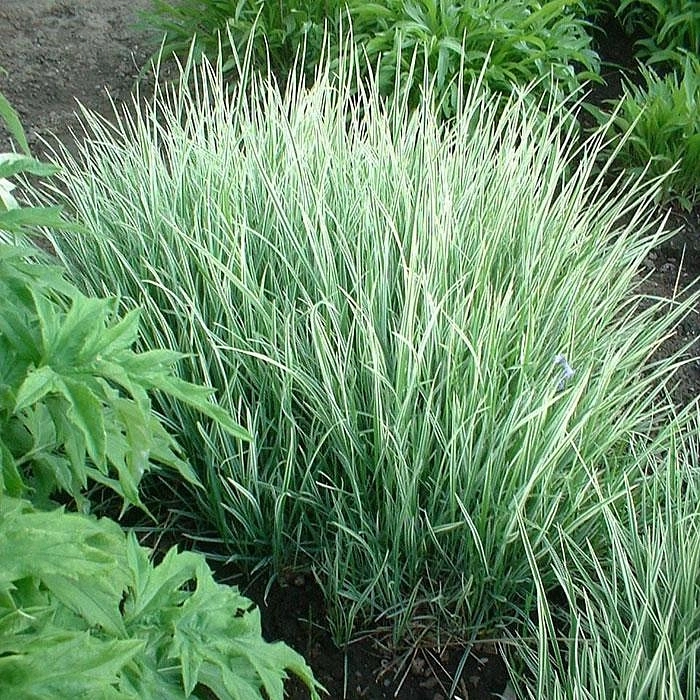 Райграйс бульбоносный