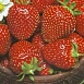 Земляника (клубника) 'Настенка'