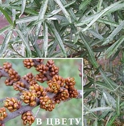 Облепиха 'Алей' (муж) Облепиха 'Алей' (муж)