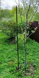 Опора для саженцев плодовых деревьев Д 20 мм Выс160 см/120 см/100 см  (Черняев)