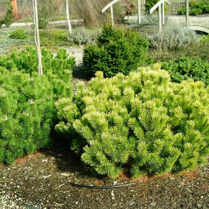 Сосна горная 'Винтер Голд'