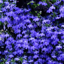 Лобелия эринус ампельная 'Регатта Марин Блю'