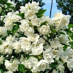 Чубушник махровый 'Снежная буря' Чубушник махровый 'Снежная буря'