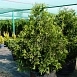 Туя складчатая 'Корник'