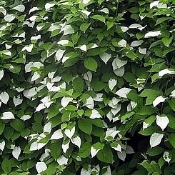 Актинидия полигама 'Узорчатый' (муж,)