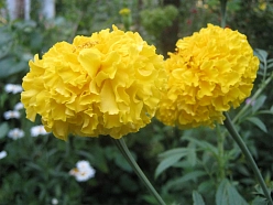 Тагетес (бархатцы) прямостоячий 'Мери Хелен' (желтый махровый)