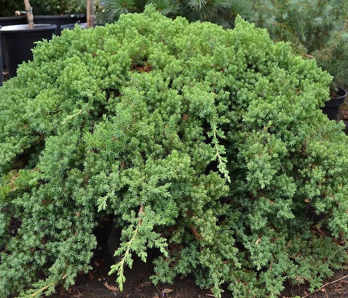 Можжевельник лежачий 'Нана'