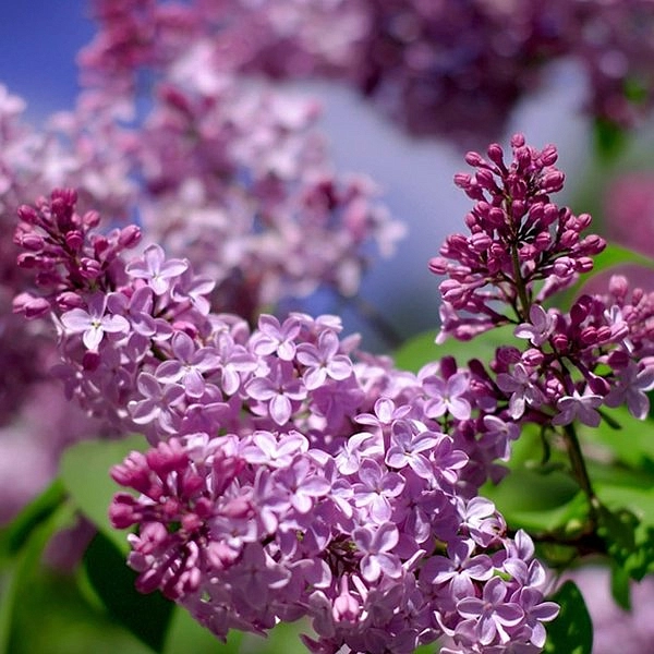 Сирень обыкновенная 'Жильбер' (фиолетовая)