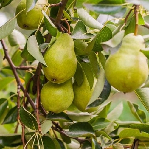 Груша 'Февральский сувенир'