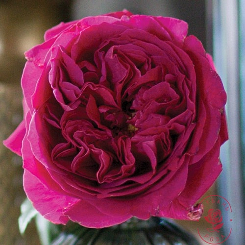 Роза 'Кейт' (чайно-гибридная)(пурпурно-малиновая)