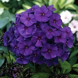 Флокс метельчатый 'Никки'