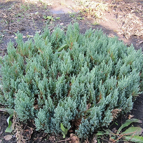 Можжевельник горизонтальный 'Грей Перл' Можжевельник горизонтальный 'Грей Перл'