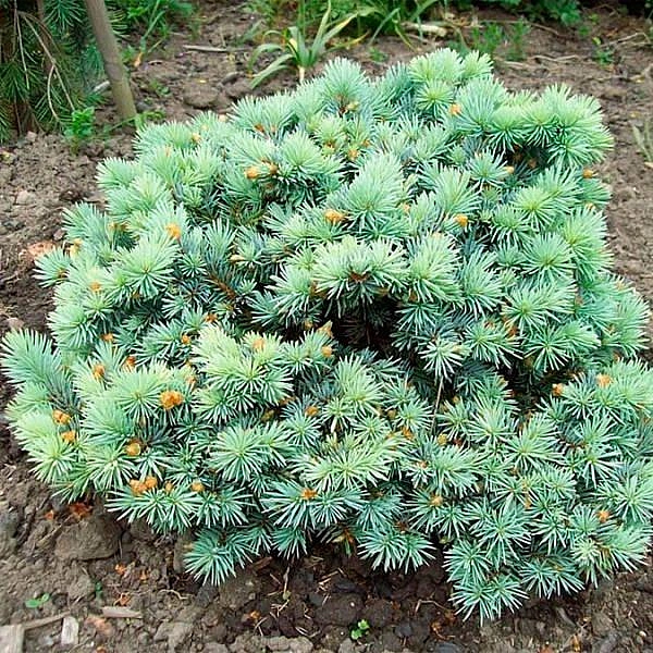 Ель колючая 'Фрида'