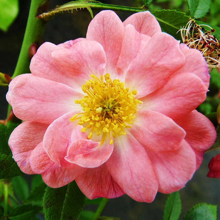 Роза 'Ферди' (почвопокровная, шраб) (коралово - розовая)