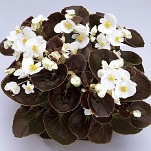 Бегония гибридная 'Инферно Уайт "(белая, зеленый лист)