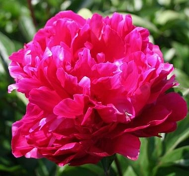 Пион молочноцветковый 'Ред Джаинт' (красно-малиновый)