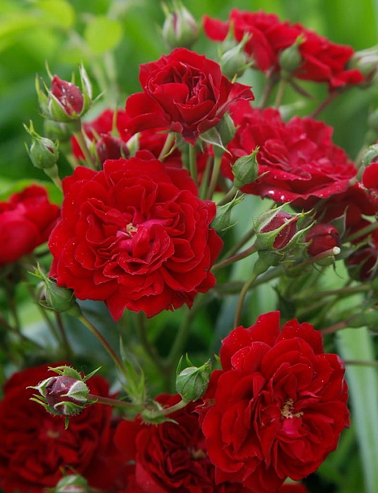 Роза 'Кримсон Силуэтта' ( плетистая) (красная) 