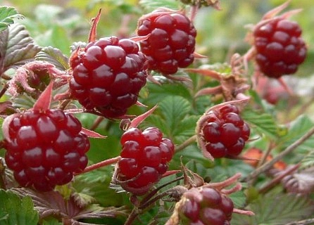 Княженика 'Анна'