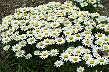 Нивяник наибольший 'Мадонна'