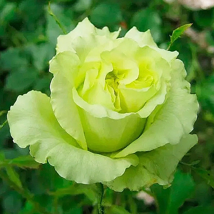 Роза 'Супер Грин' (чайно-гибридная)
