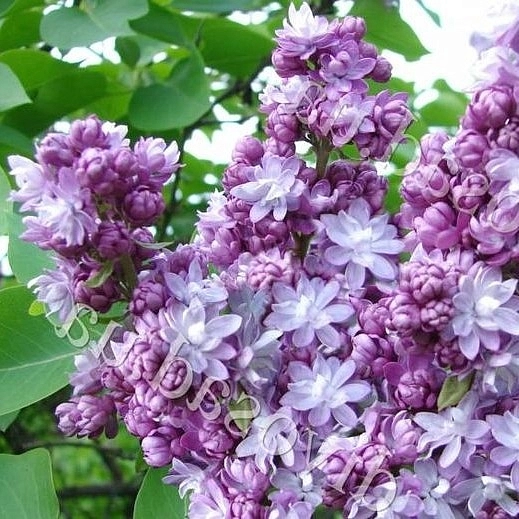 Сирень обыкновенная 'Тарас Бульба' (розово - белая)