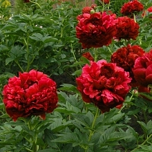 Пион молочноцветковый 'Кэрол' (винно - красный)