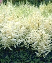 Астильба японская 'Элли'