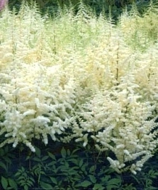 Астильба японская 'Элли'