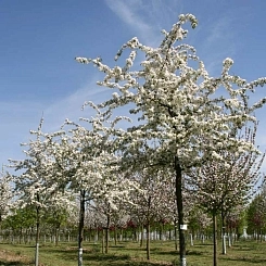 Яблоня декоративная 'Профессор Спренгер' Яблоня декоративная 'Профессор Спренгер'